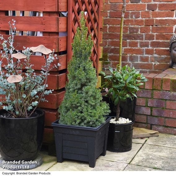 Picea glauca 'Albertiana Conica'