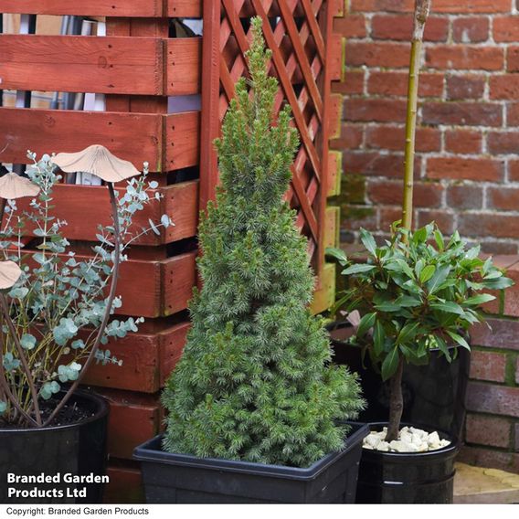 Picea glauca 'Albertiana Conica'