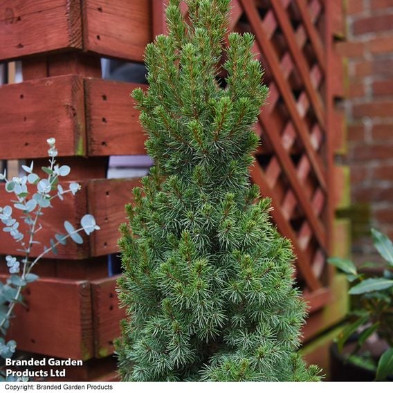 Picea glauca 'Albertiana Conica'