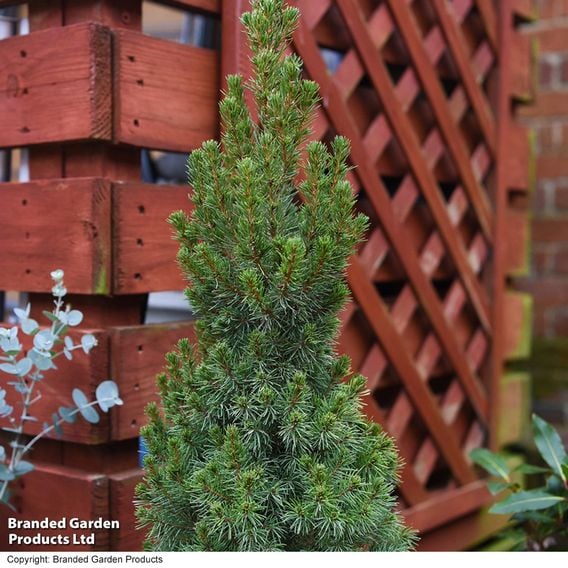 Picea glauca 'Albertiana Conica'