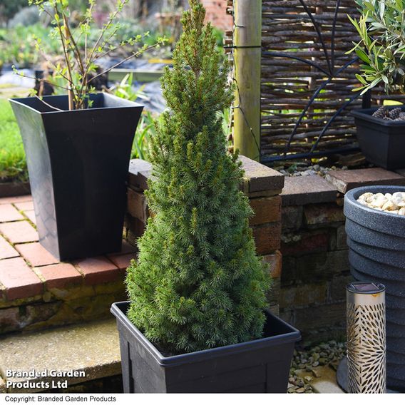 Picea glauca 'Albertiana Conica'