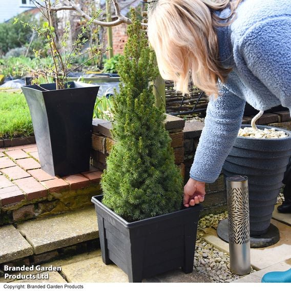 Picea glauca 'Albertiana Conica'