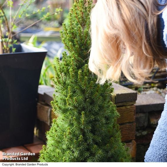 Picea glauca 'Albertiana Conica'