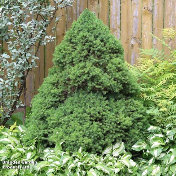 Picea glauca 'Albertiana Conica'
