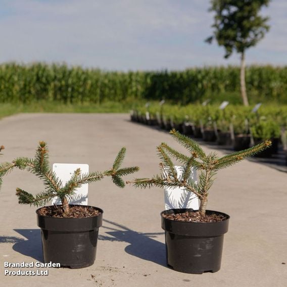 Picea abies 'Inversa'
