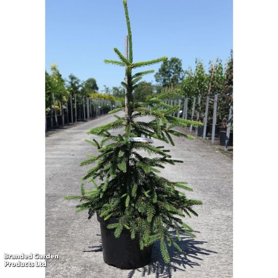 Picea abies 'Inversa'