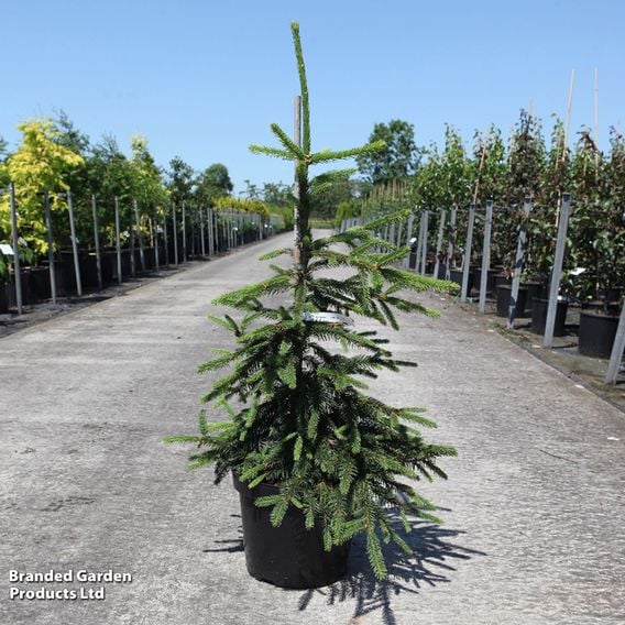 Picea abies 'Inversa'