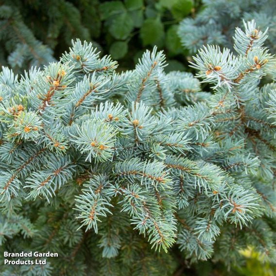 Picea pungens 'Karpaten'