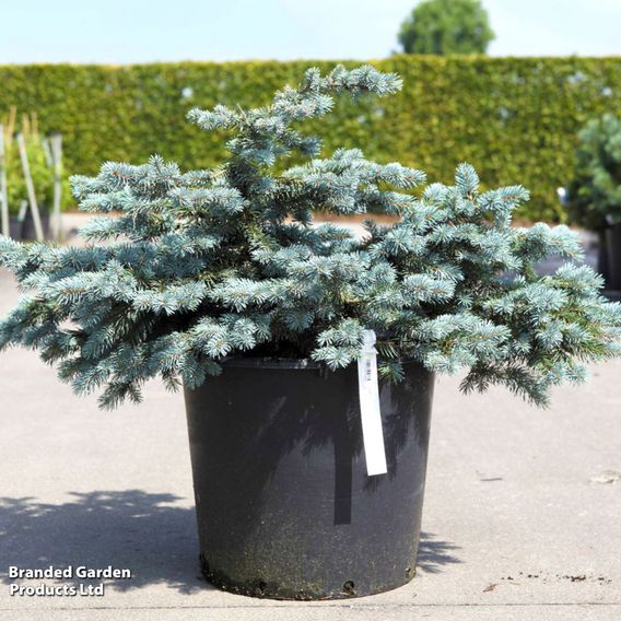 Picea pungens 'Karpaten'