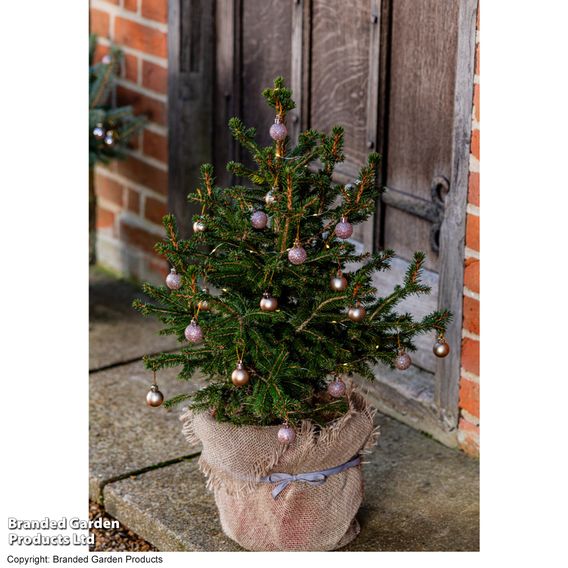 Picea abies 'Little Santa'