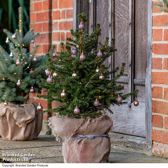 Picea abies 'Little Santa'
