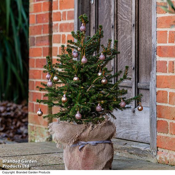 Picea abies 'Little Santa'