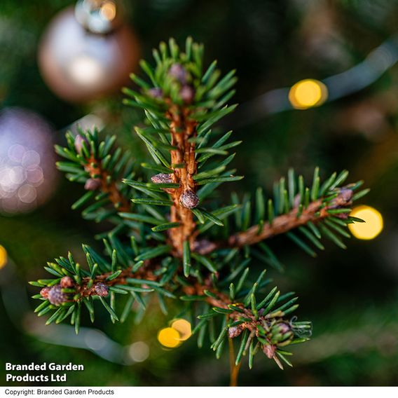 Picea abies 'Little Santa'