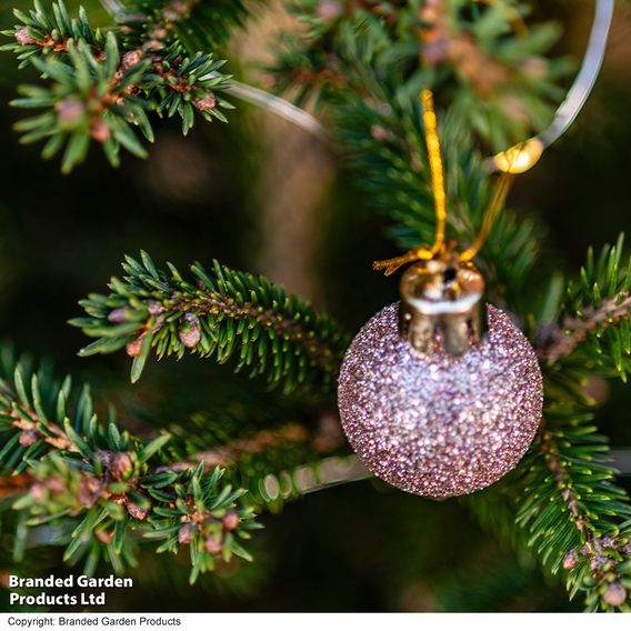Picea abies 'Little Santa'