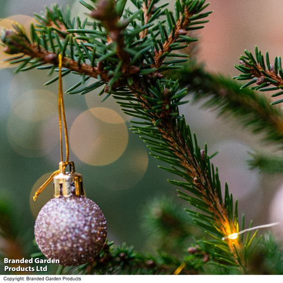 Picea abies 'Little Santa'