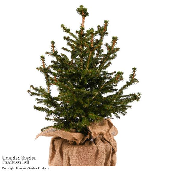 Picea abies 'Little Santa'