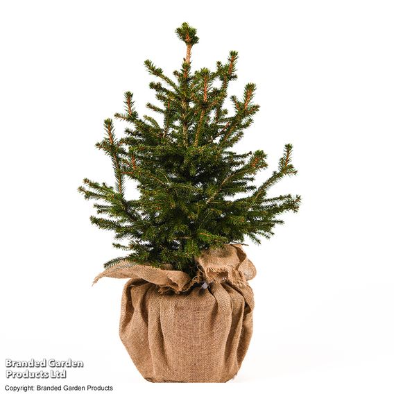 Picea abies 'Little Santa'