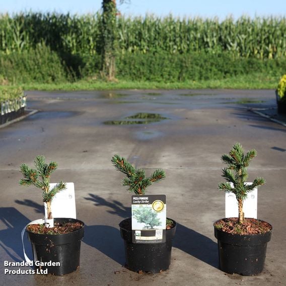 Picea pungens 'Lucky Strike'