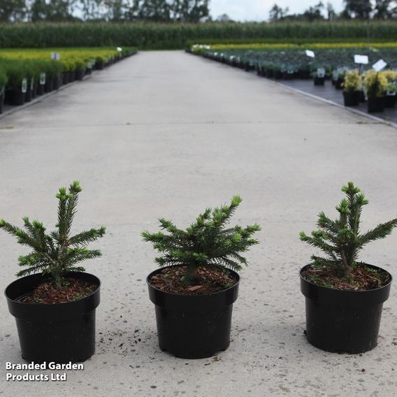 Picea abies 'Maxwellii'
