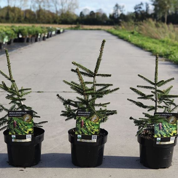 Picea orientalis 'Aureospicata'