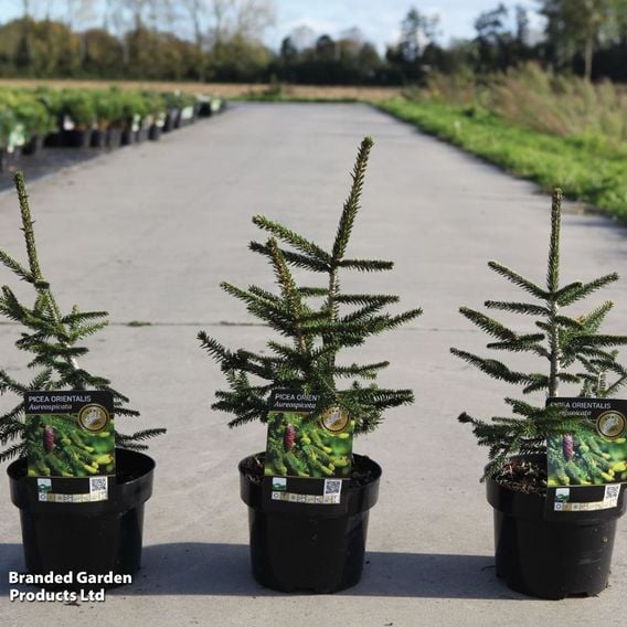Picea orientalis 'Aureospicata'