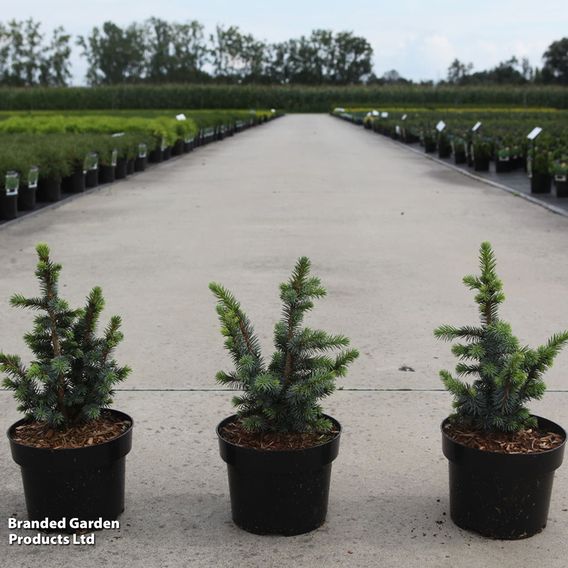 Picea sitchensis 'Midget'