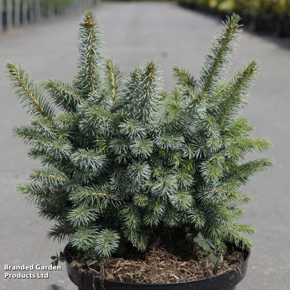 Picea sitchensis 'Midget'