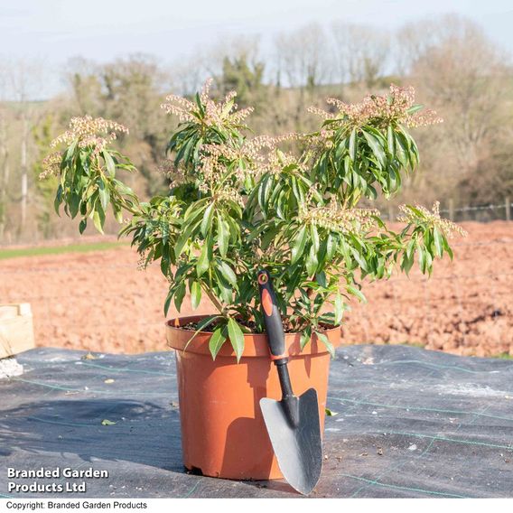Pieris 'Flaming Silver'