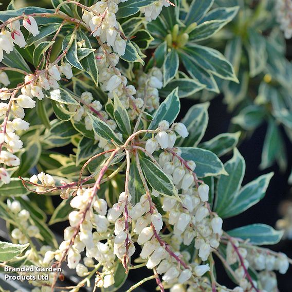 Pieris 'Flaming Silver'