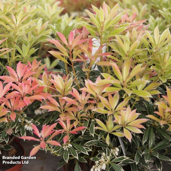 Pieris 'Flaming Silver'