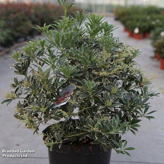 Pieris 'Flaming Silver'