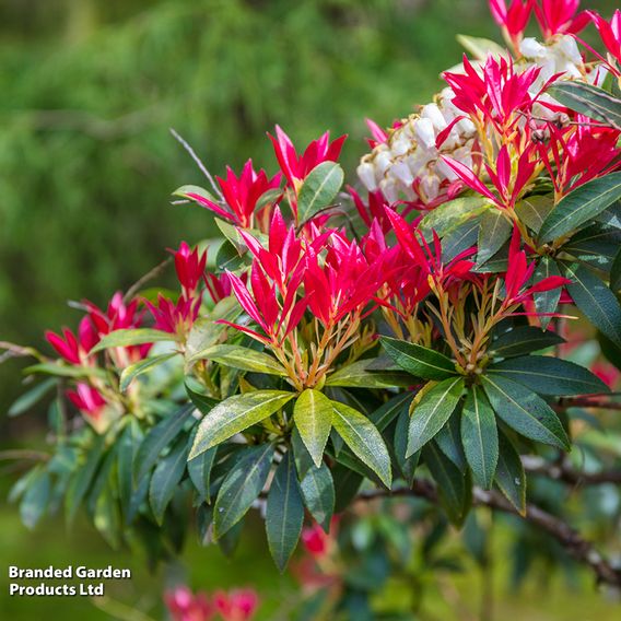 Pieris japonica