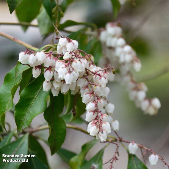 Pieris japonica