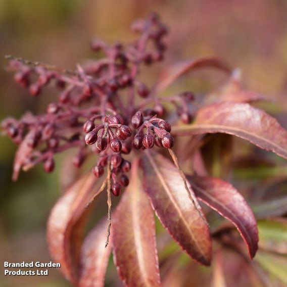 Pieris japonica 'Mountain Fire'