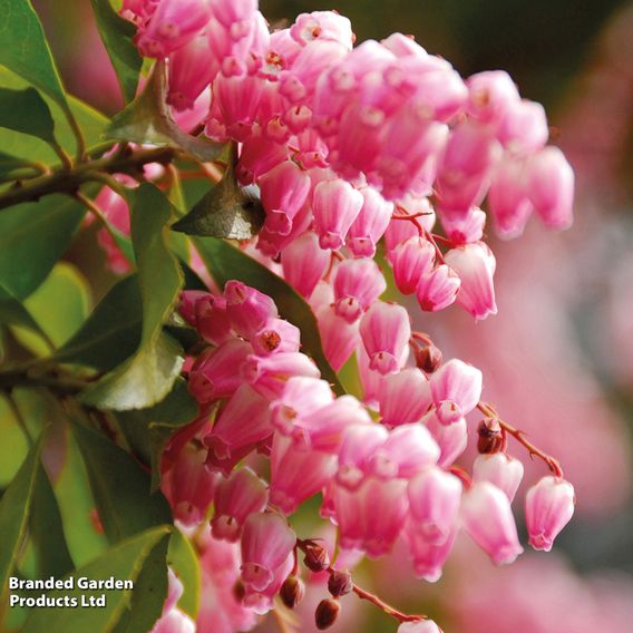 Pieris japonica 'Passion'