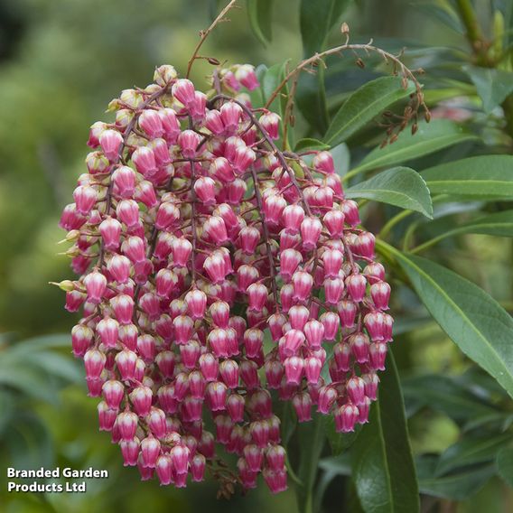 Pieris japonica 'Passion'