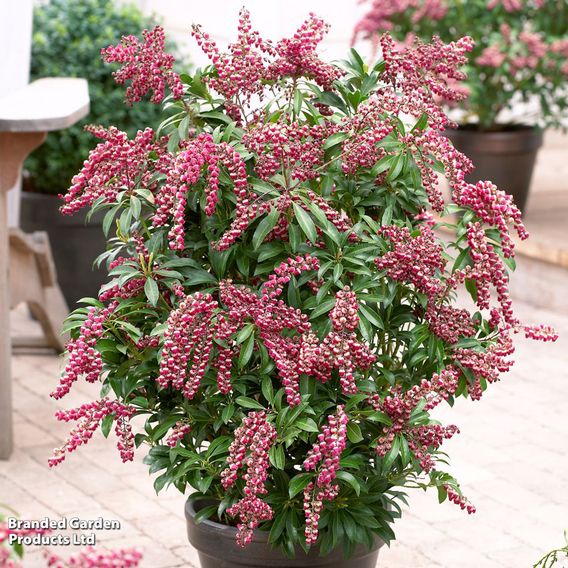 Pieris japonica 'Passion'