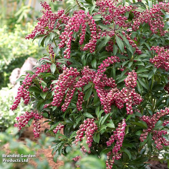 Pieris japonica 'Passion'