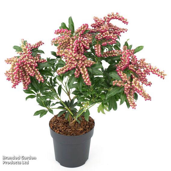 Pieris japonica 'Passion'