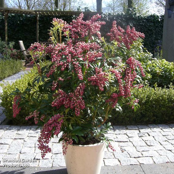 Pieris japonica 'Passion'