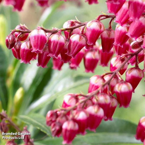 Pieris japonica 'Passion'