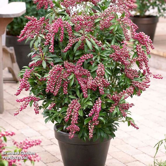 Pieris japonica 'Passion'