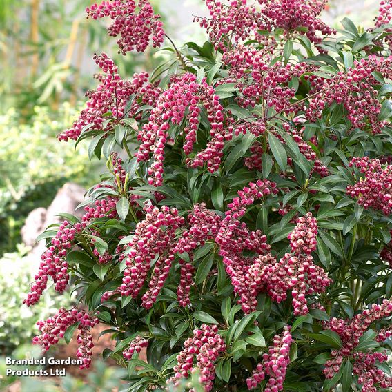 Pieris japonica 'Passion'