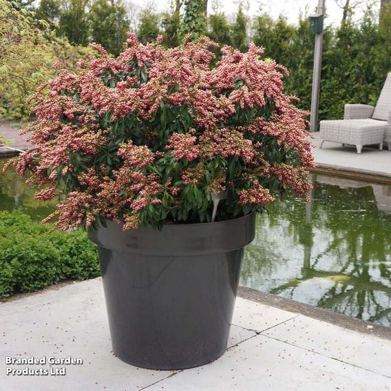 Pieris japonica 'Passion'