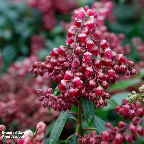 Pieris japonica 'Passion'