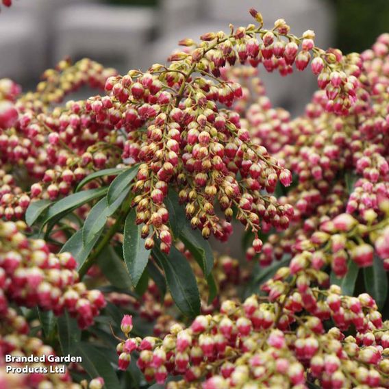 Pieris japonica 'Passion'