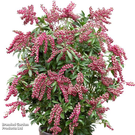 Pieris japonica 'Passion'