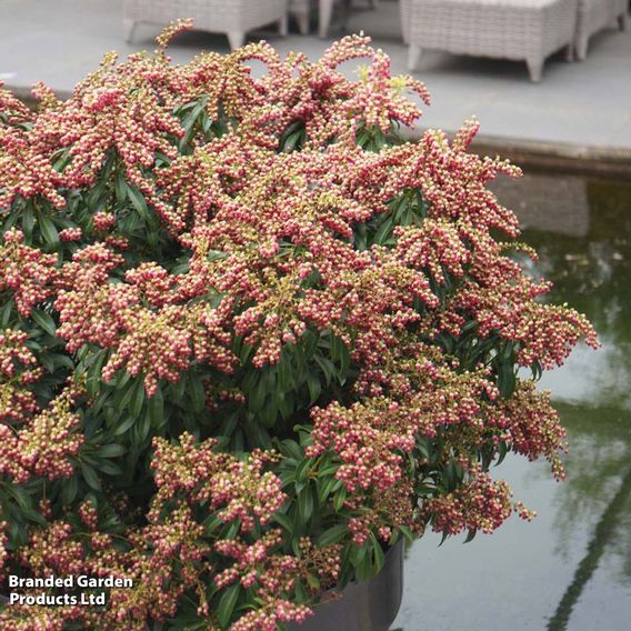 Pieris japonica 'Passion'