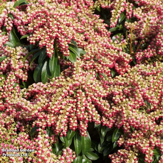 Pieris japonica 'Passion'