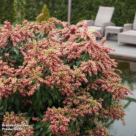 Pieris japonica 'Passion'